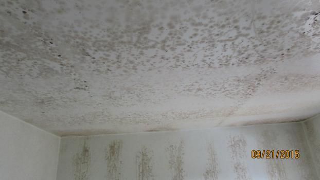 A recent mold inspection job in the  area
