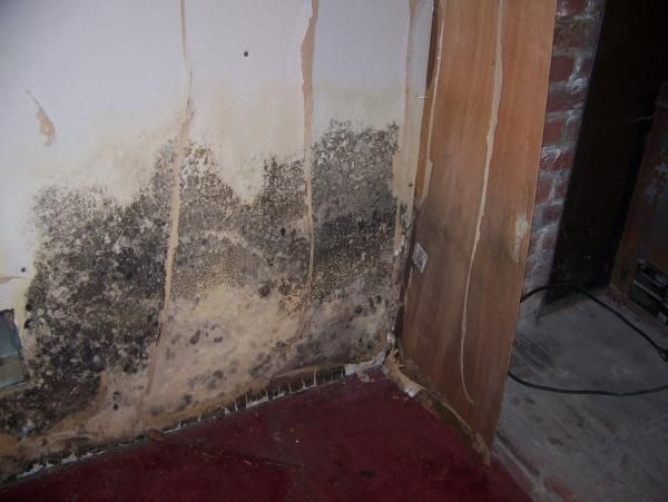 A recent mold remediation job in the  area